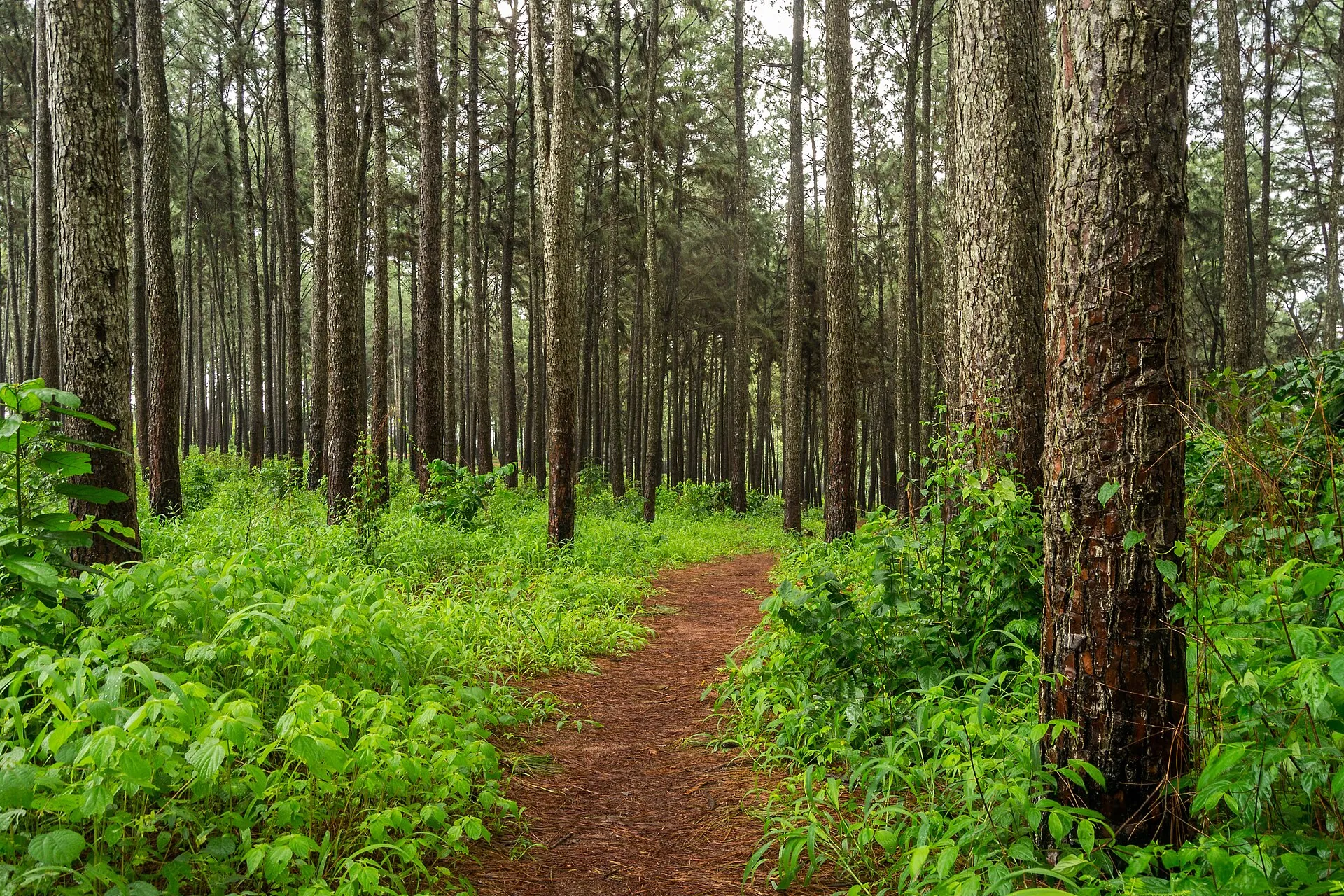 Ngwo pine forest, Enugu